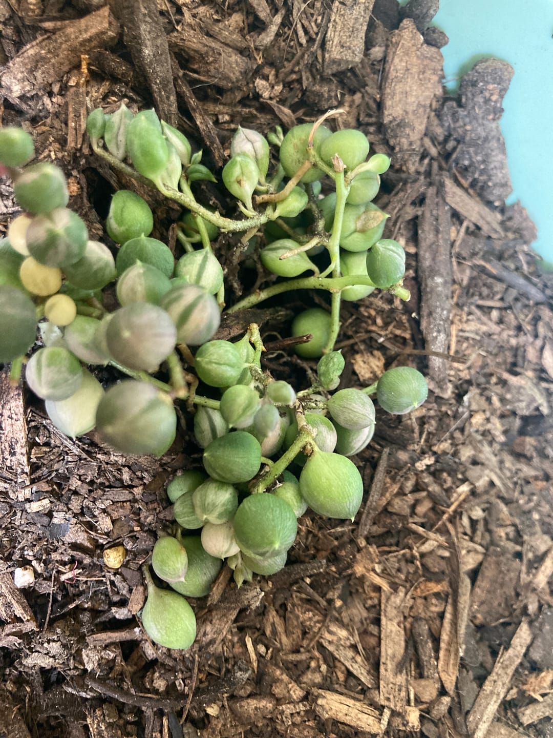 Customer photo review of Variegated String of Pearls - Senecio rowleyanus variegata