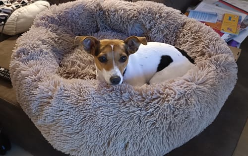 Customer photo review of Puppery Hundebett Wolke 7 - Das Original
