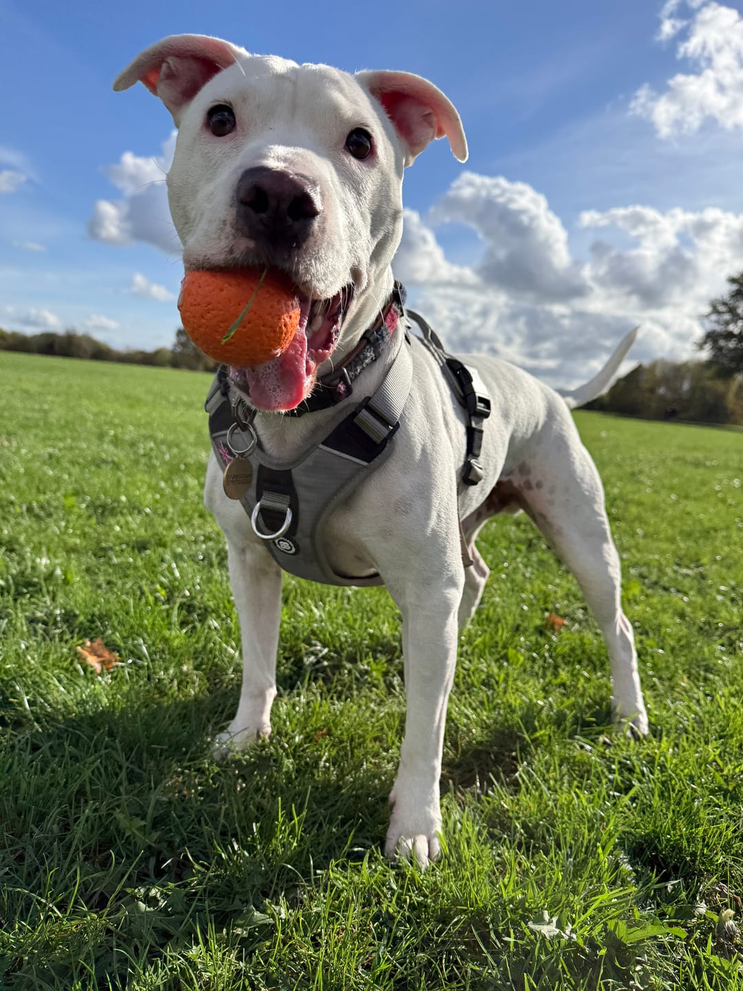 Customer photo review of Anti Pull Hurricane Harness Lighter | With Handle - Grey
