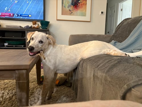 Customer photo review of Super Bull Sticks