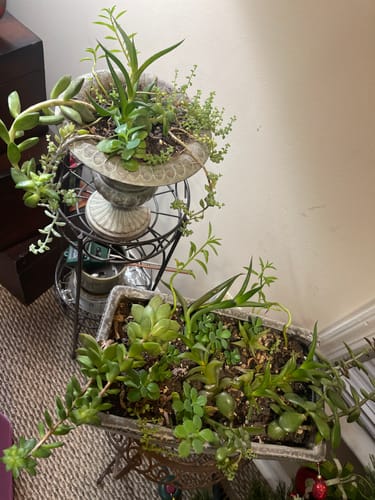 Customer photo review of Plant Food