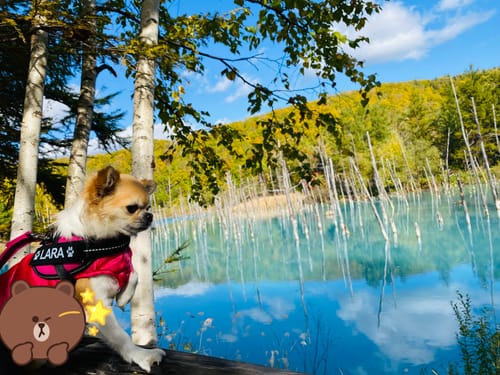 Customer photo review of ハーネス専用お名前タグ（２枚セット・マジックテープ式）