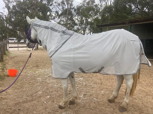 Customer photo review of Amigo Bug Rug Plus