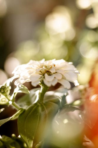 Customer photo review of AUTUMN FILM LIGHTROOM PRESETS