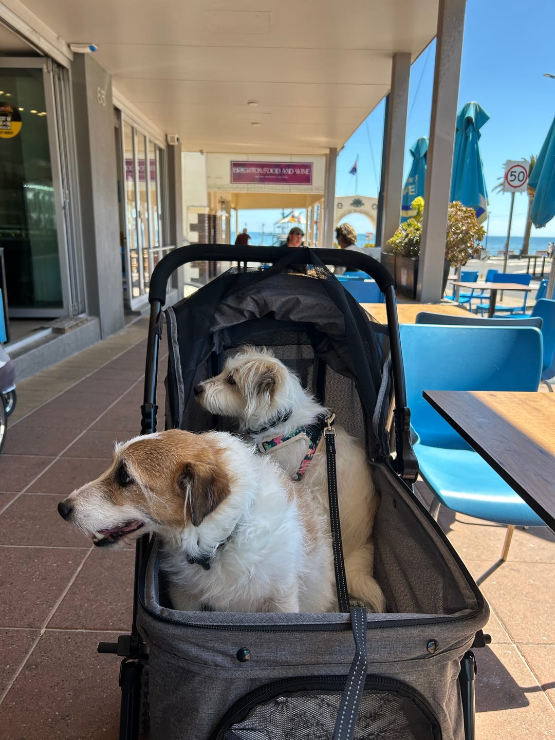 Customer photo review of Pet Dog Stroller Pram 4 Wheels