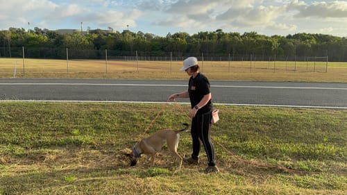 Customer photo review of Hand Made Leather Dog Collar - Classic Purple (Wide Fit)
