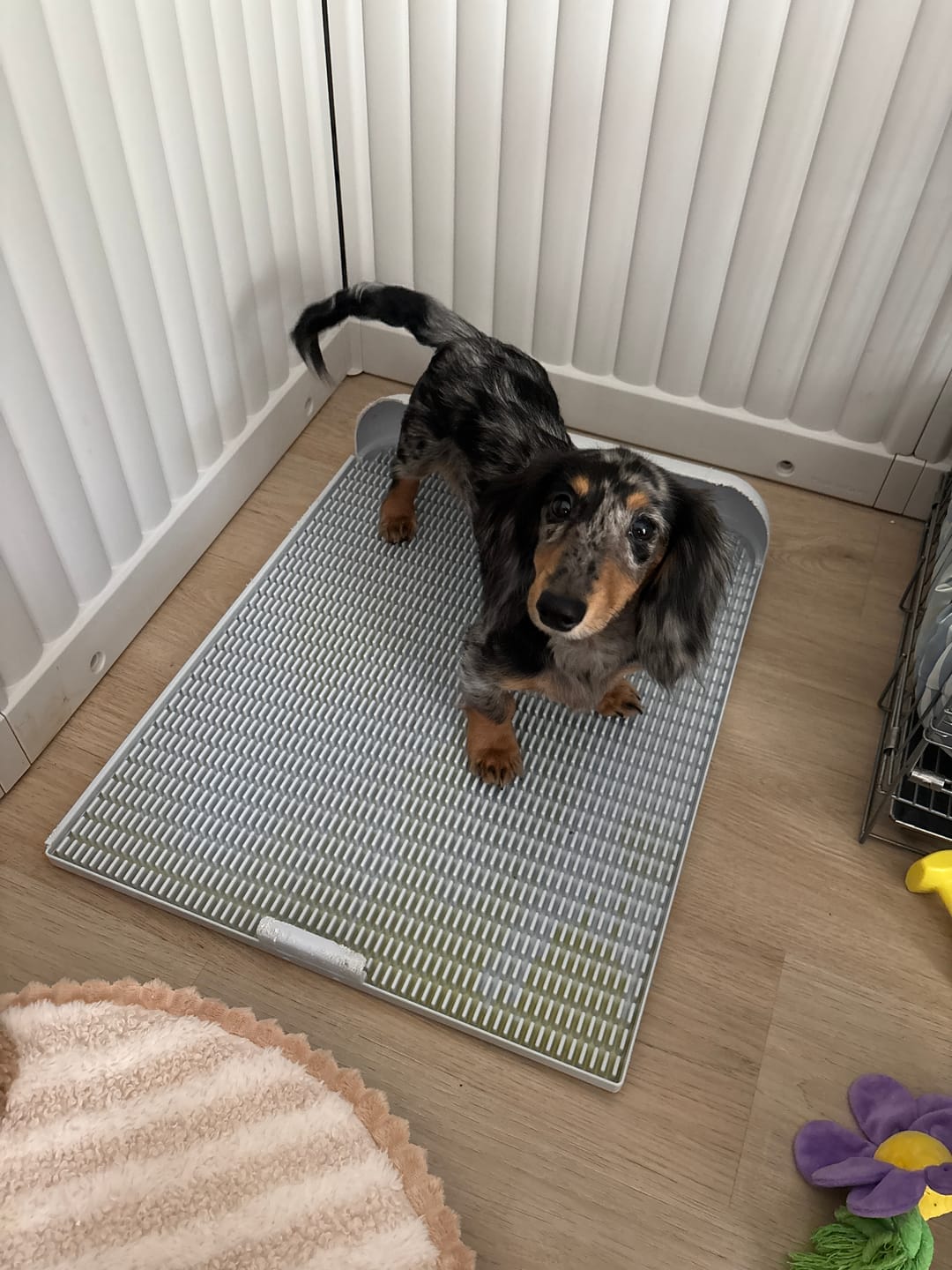 Customer photo review of Extended Protrusion Potty Pad (Size L)