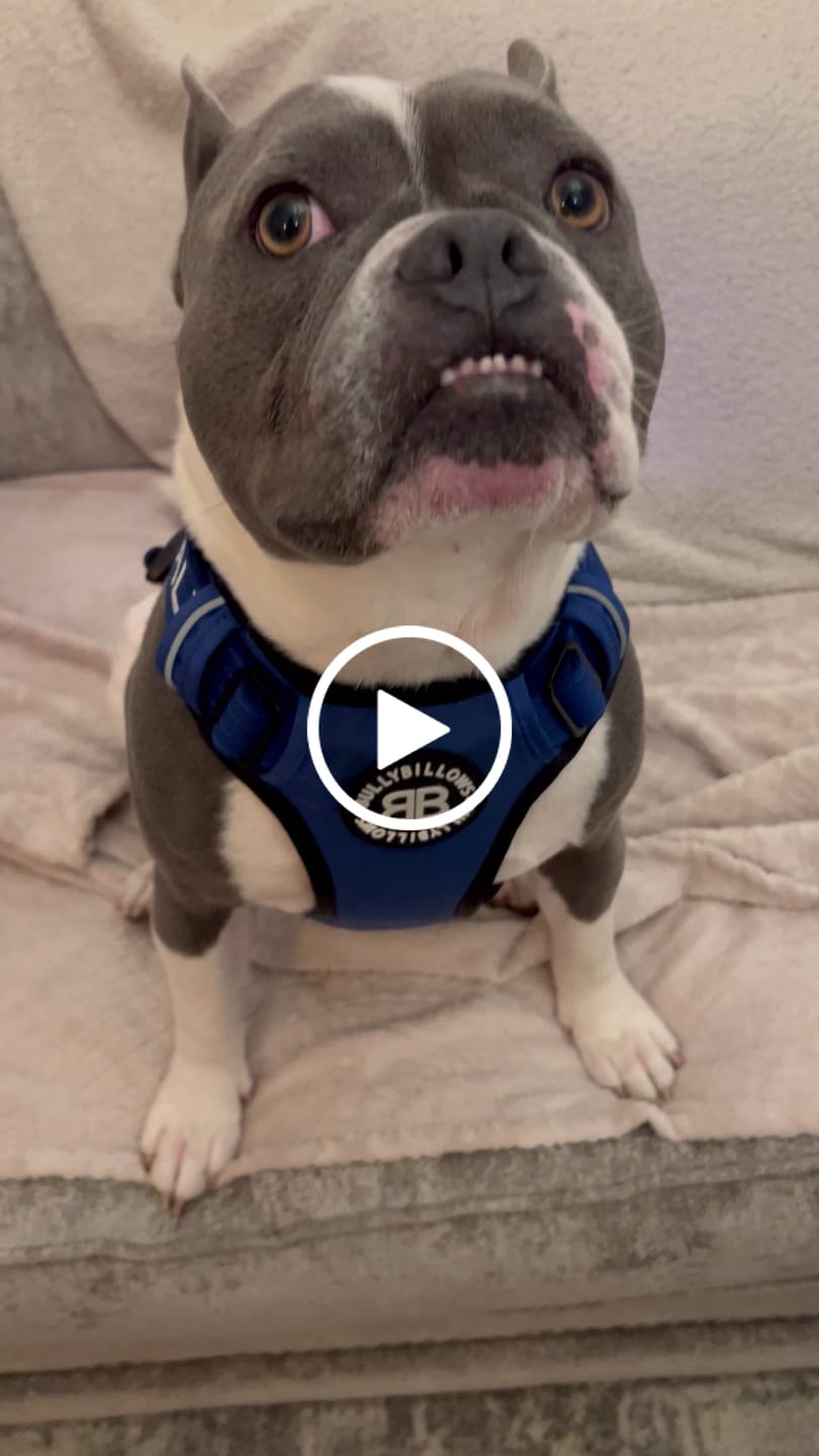Customer video review of Comfort Premium Harness | Non Restrictive - Blue