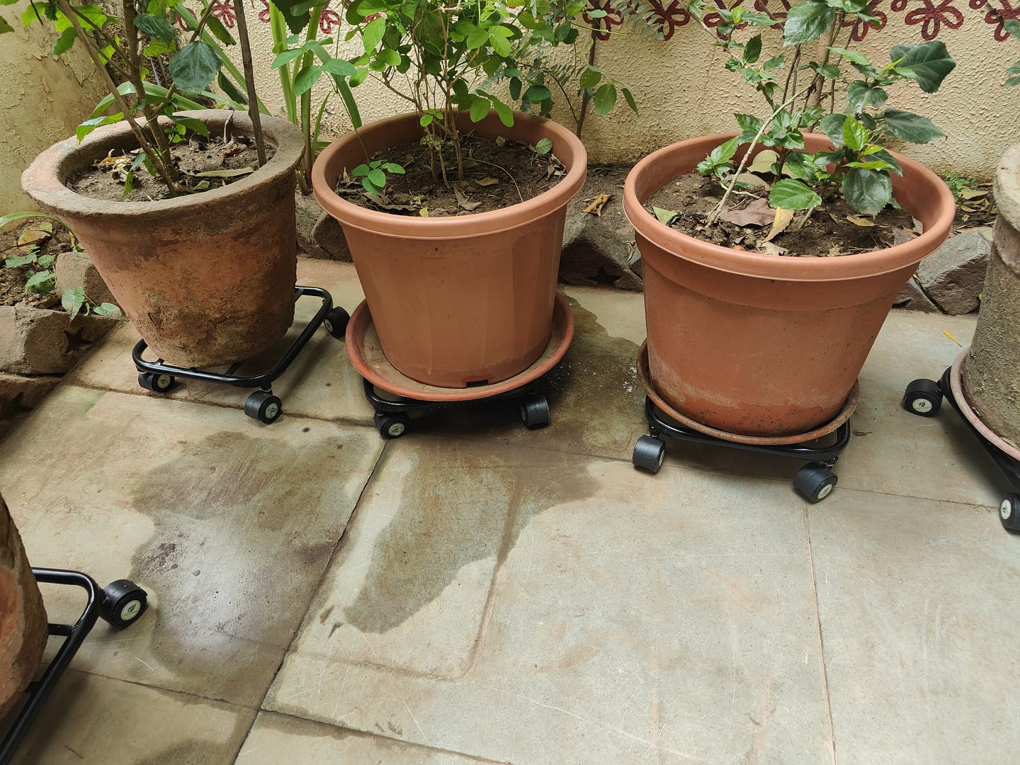 Customer photo review of TryGreen Daze Wheel Rolling Plant Stand for Planters