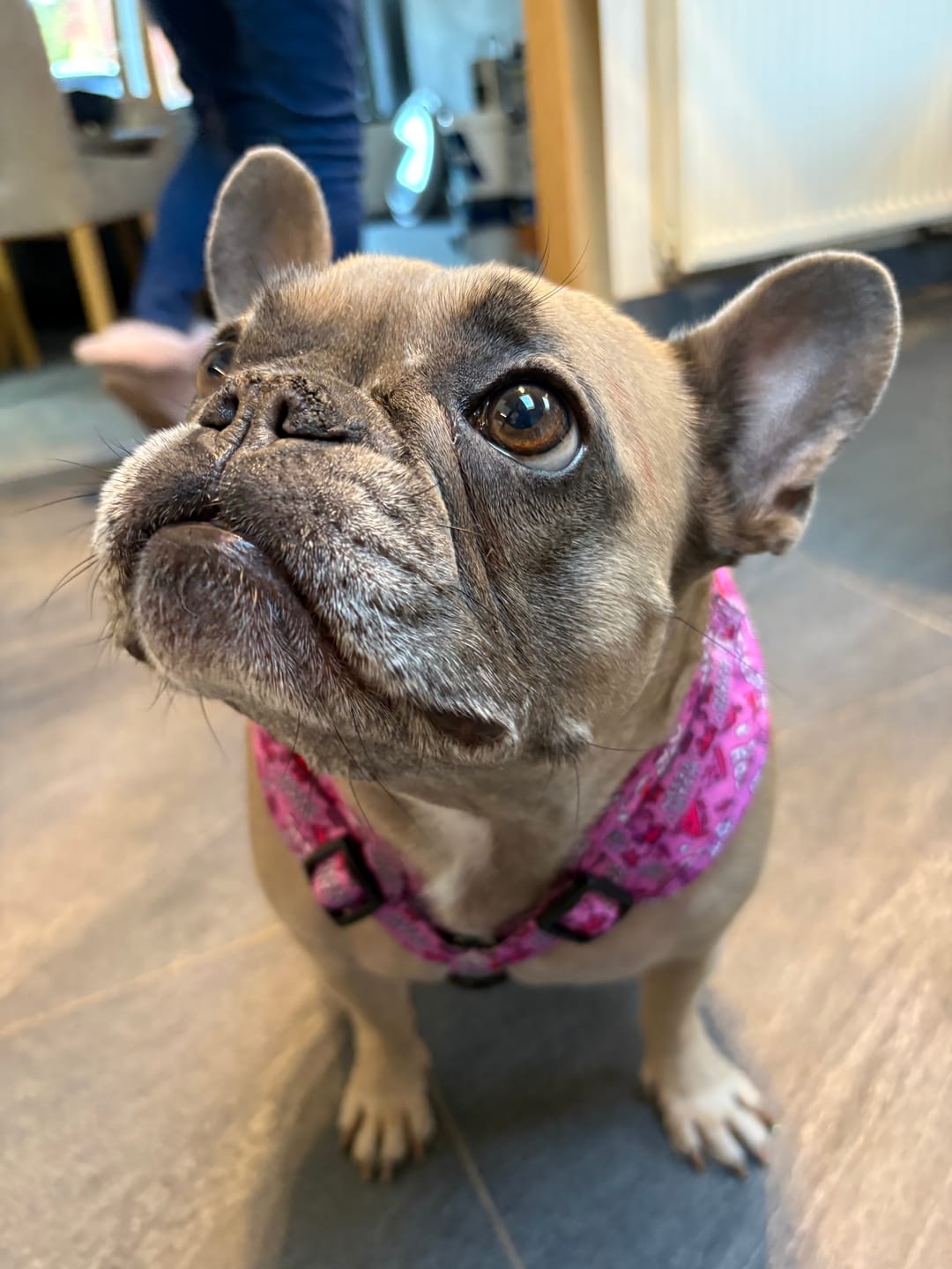 Customer photo review of Needy bitch harness