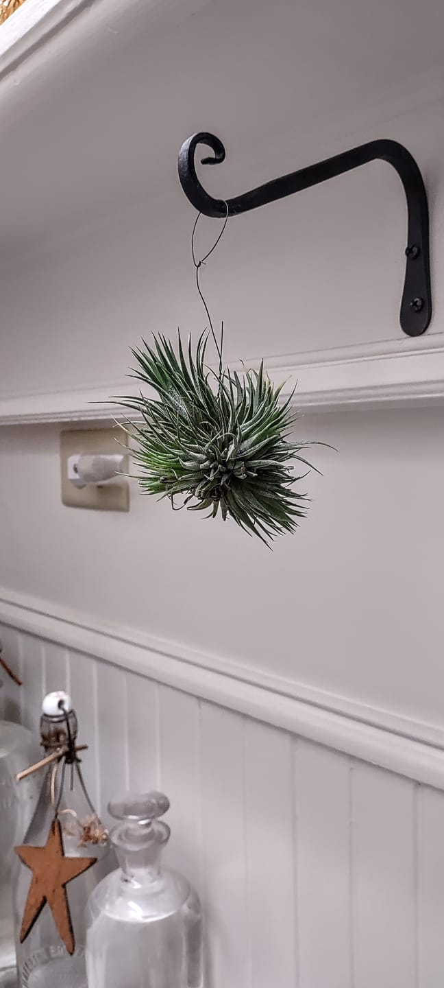 Customer photo review of Assorted Small Hanging Air Plant Clump