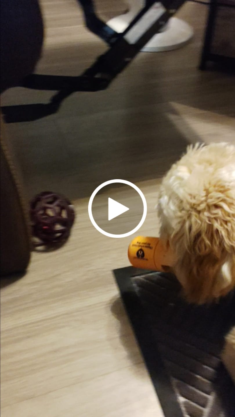 Customer video review of Safe Dog Chew Holder