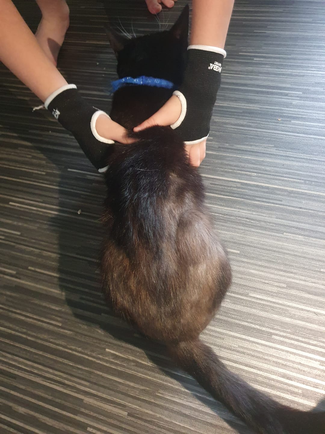 Customer photo review of Cat Spray