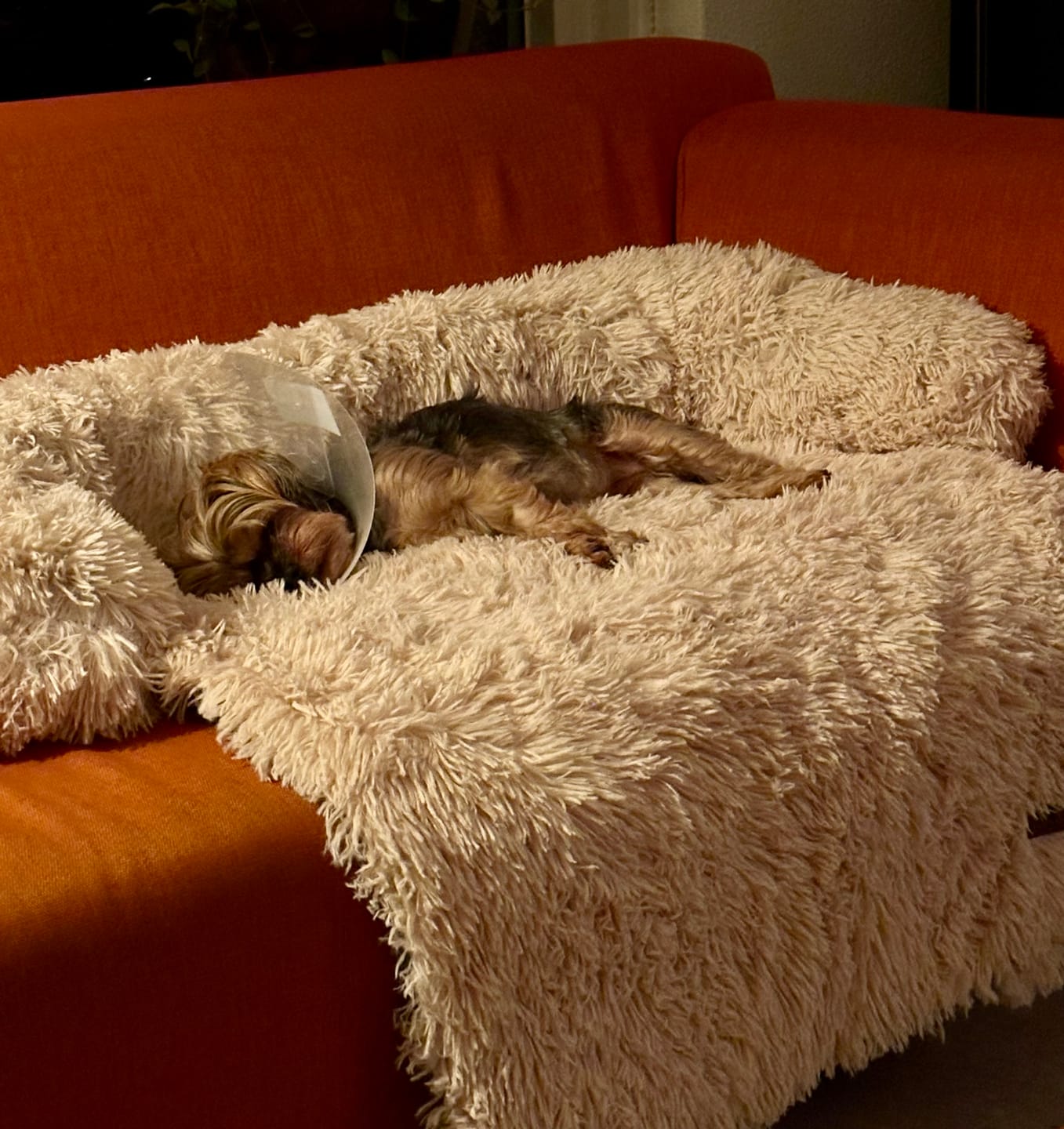 Customer photo review of Pet Perfect Fluffy Hondendeken Bank - Bankbeschermer - Wasbaar