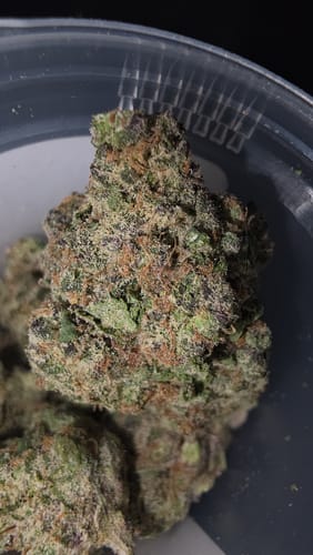 Customer photo review of Desert Storm
