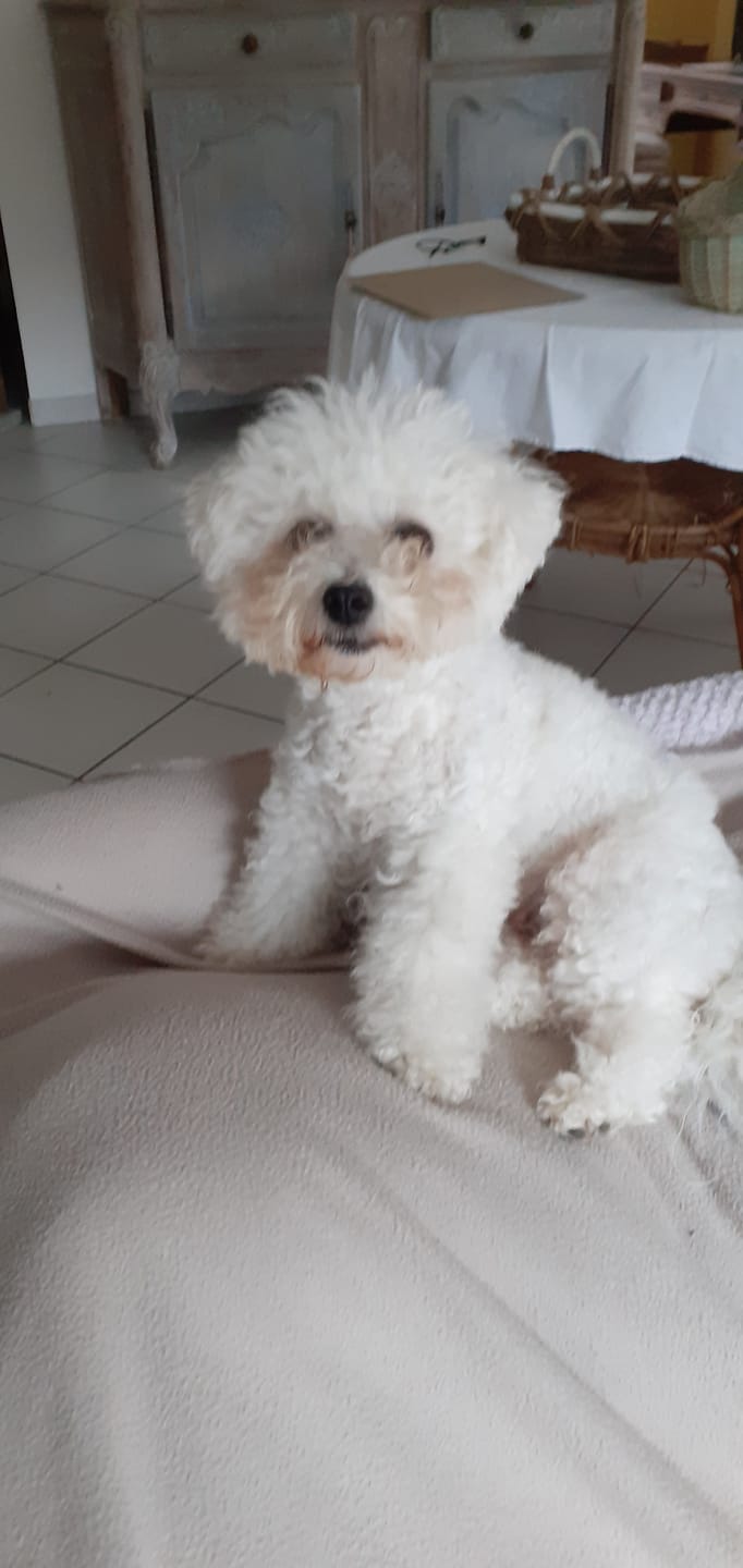 Customer photo review of Croquettes Bio Chien Adulte Petite Race - Poulet & Citrouille