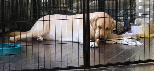 Customer photo review of Super Bull Sticks