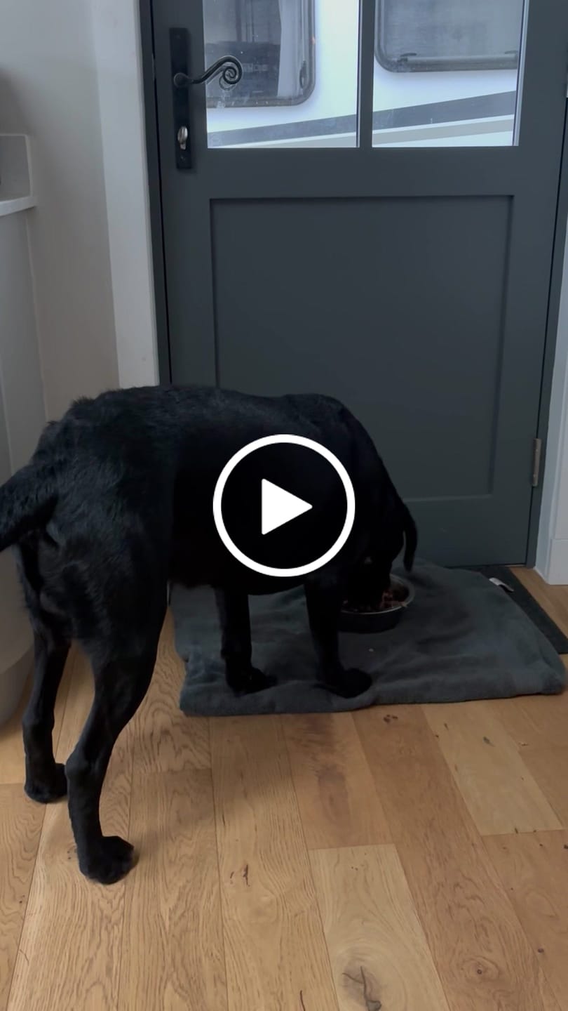 Customer video review of Welsh Lamb Dry Food
