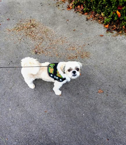 Customer photo review of FunFunPet 高機能ハーネス（お名前タグ作成サービス付き）