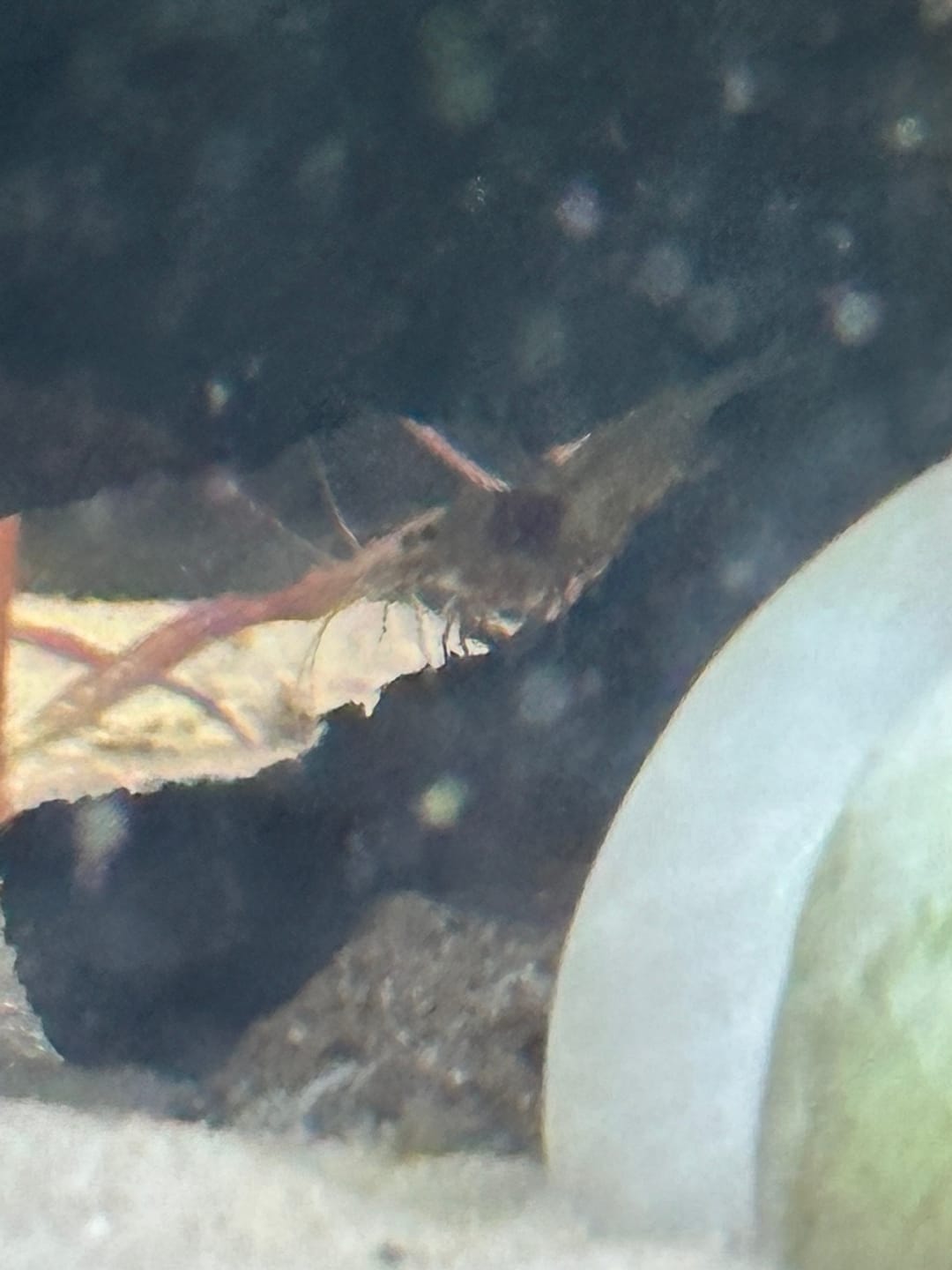 Customer photo review of Crystal Red Shrimp