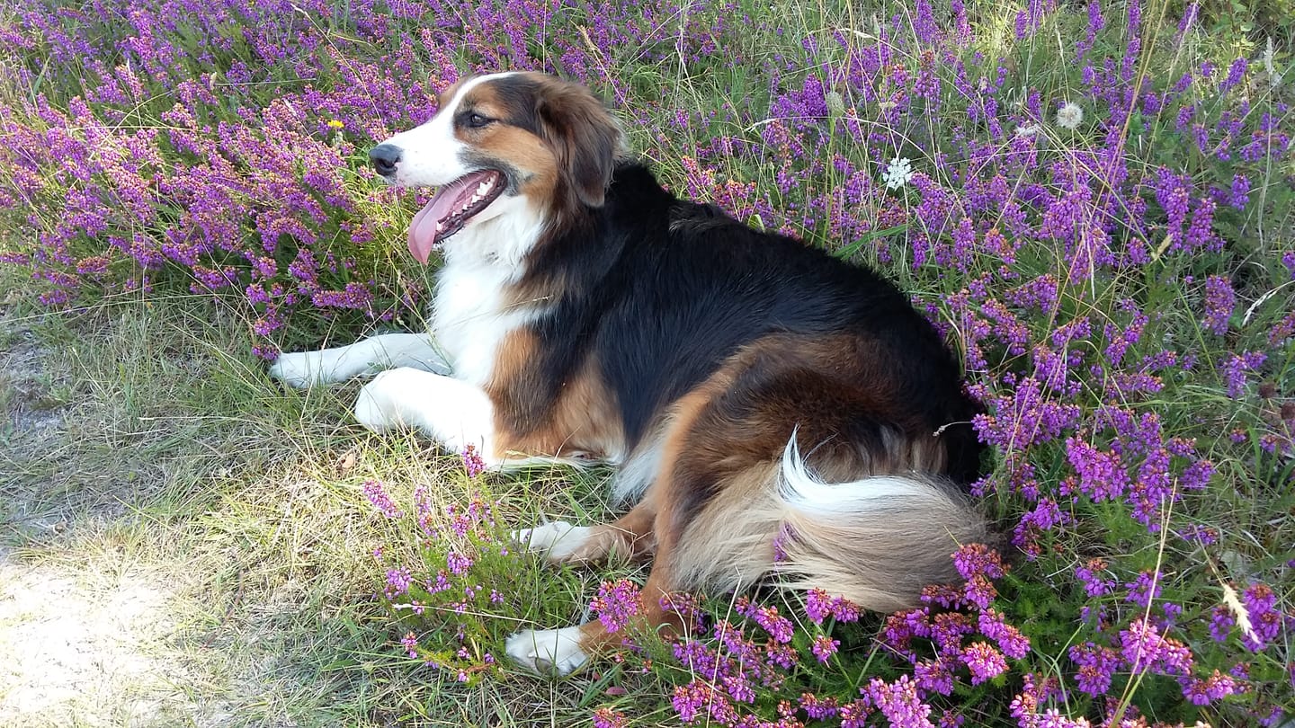 Customer photo review of Croquettes Bio Chien Adulte Moy./Grande race - Poulet & Citrouille
