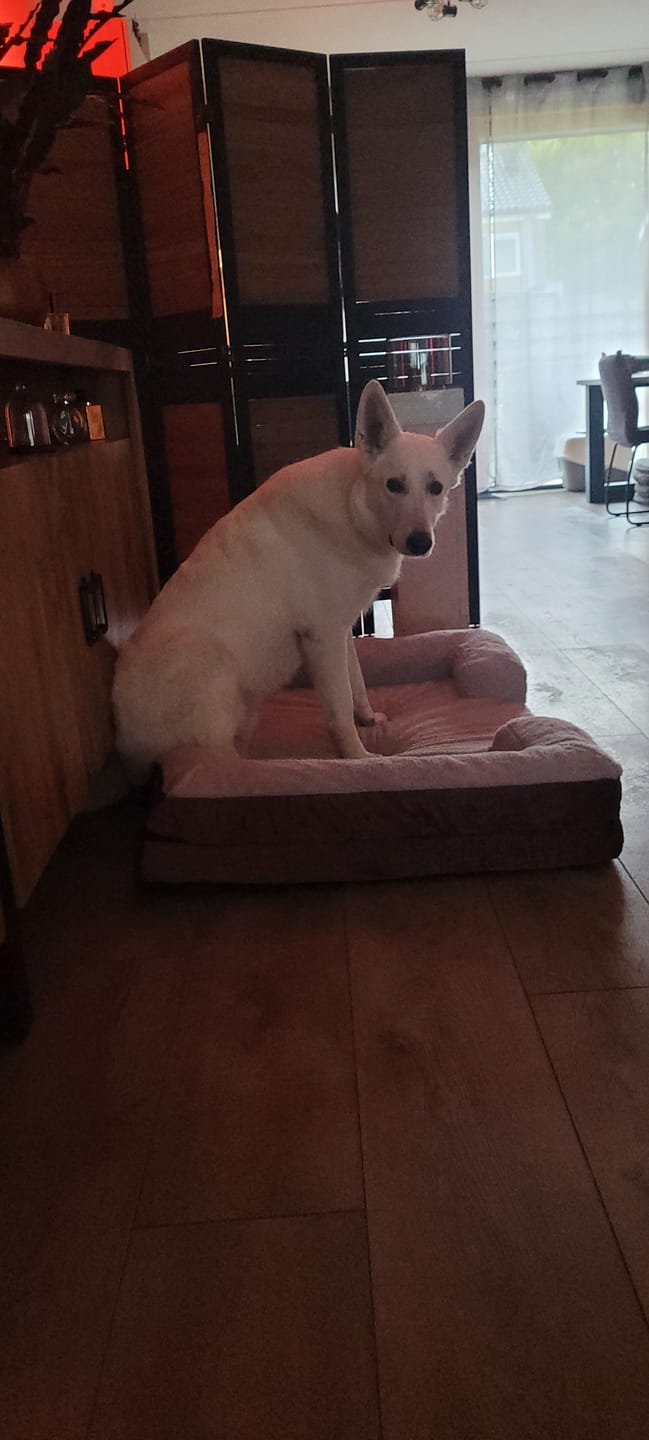 Customer photo review of Pet Perfect Hondenmand - Orthopedisch - Afritsbaar - Bruin