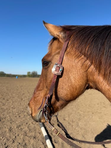 Customer photo review of Sedona Oiled Leather Headstall