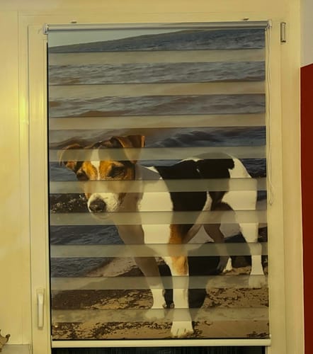 Customer photo review of Doppelrollo Klemmfix mit Motiv