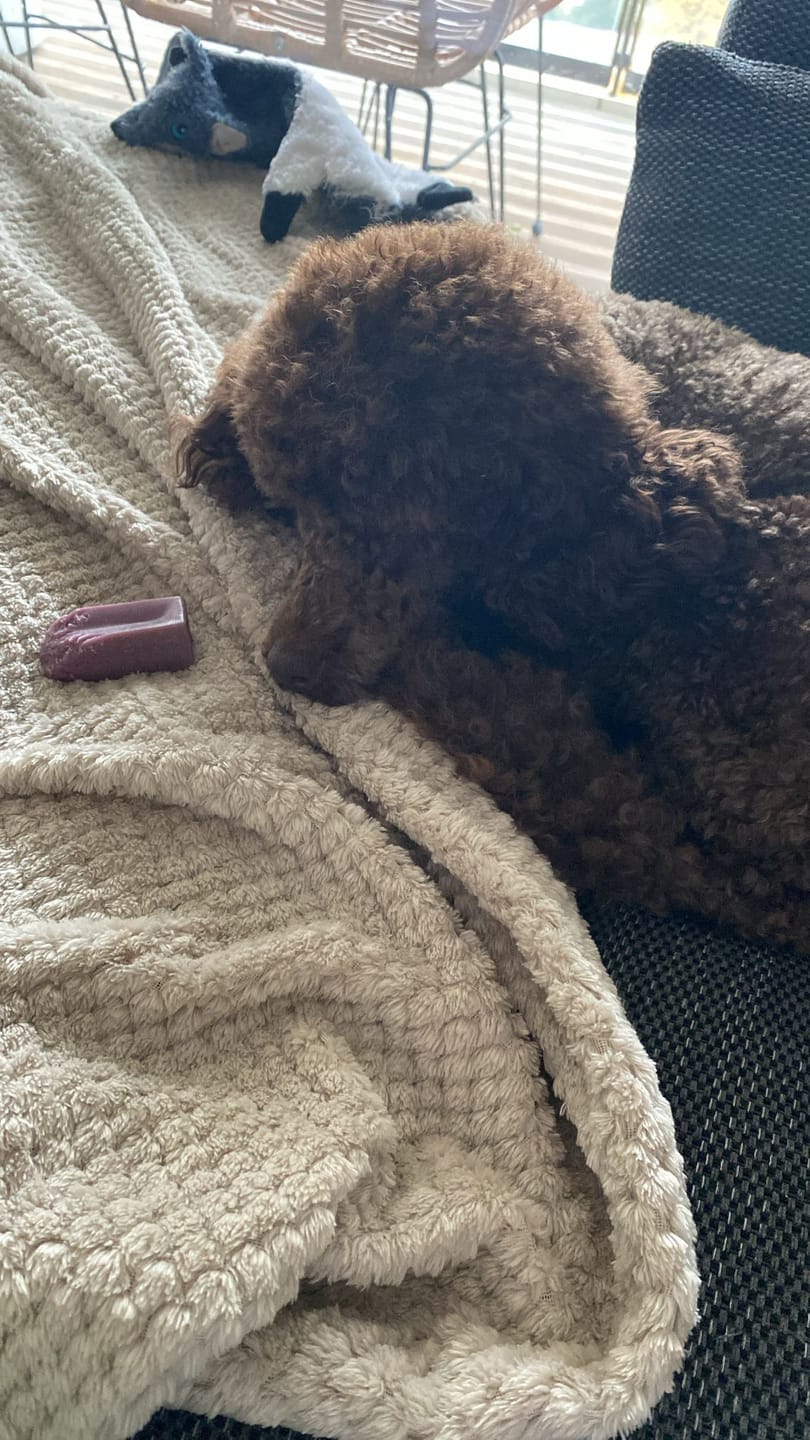 Customer photo review of Flavoured Yak chews (Bluberry Cranberry Strawberry)