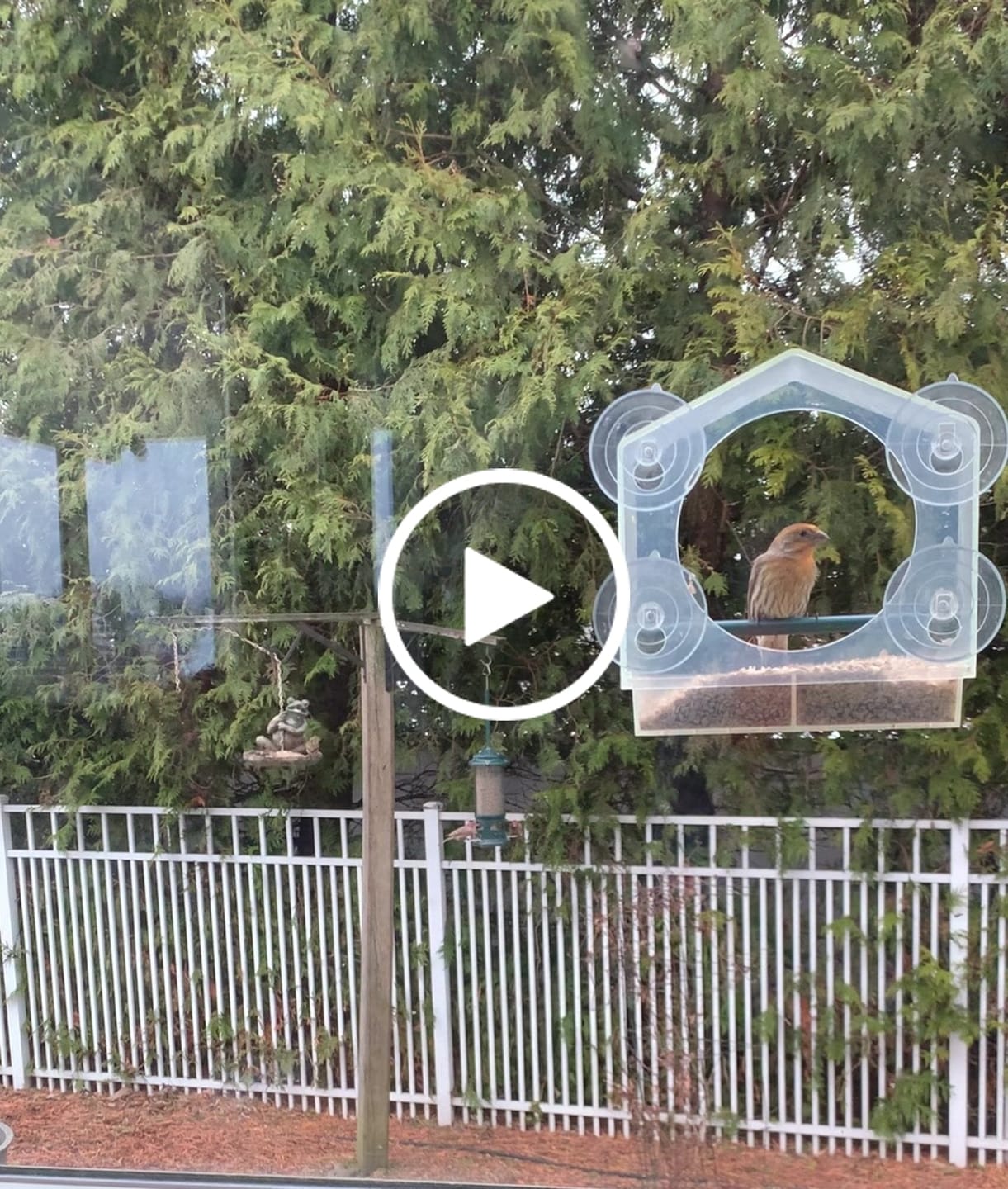 Customer video review of Medium Sunflower Hearts