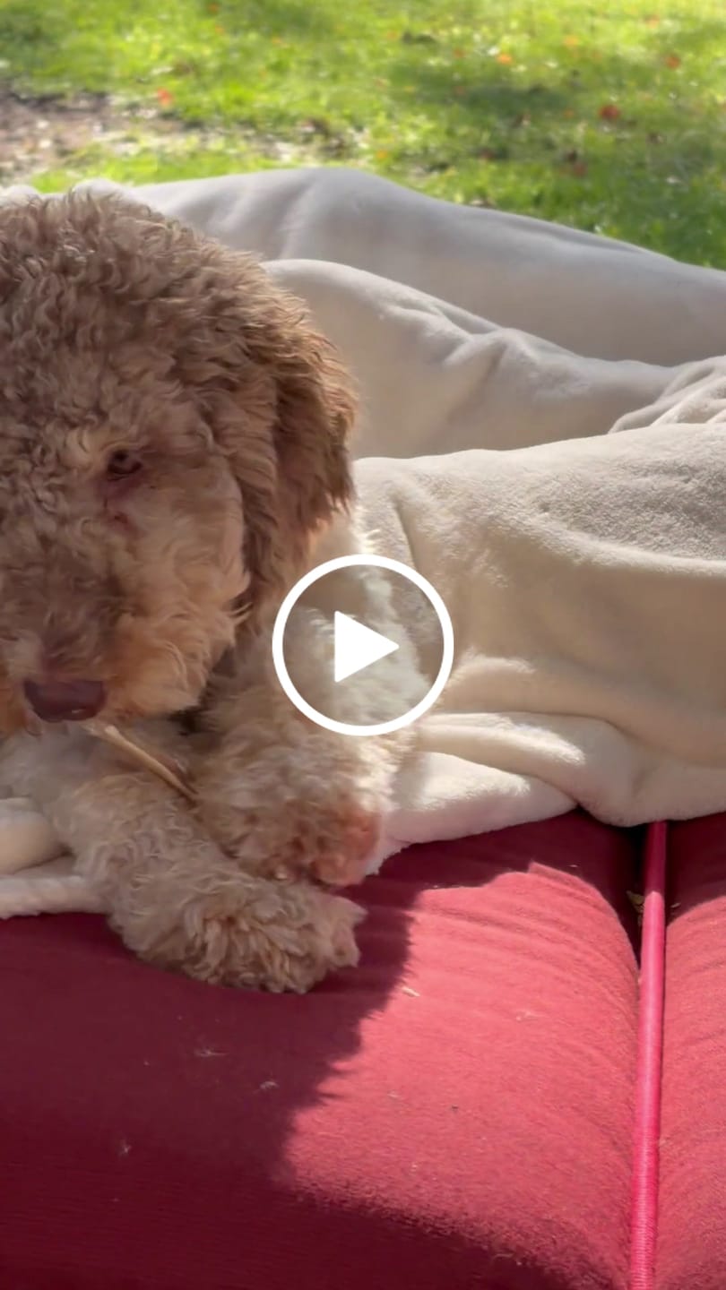 Customer video review of Chewy Ostrich Flat Tendon: Satisfying All-Natural Chew for Dental Health & Gentle Digestion