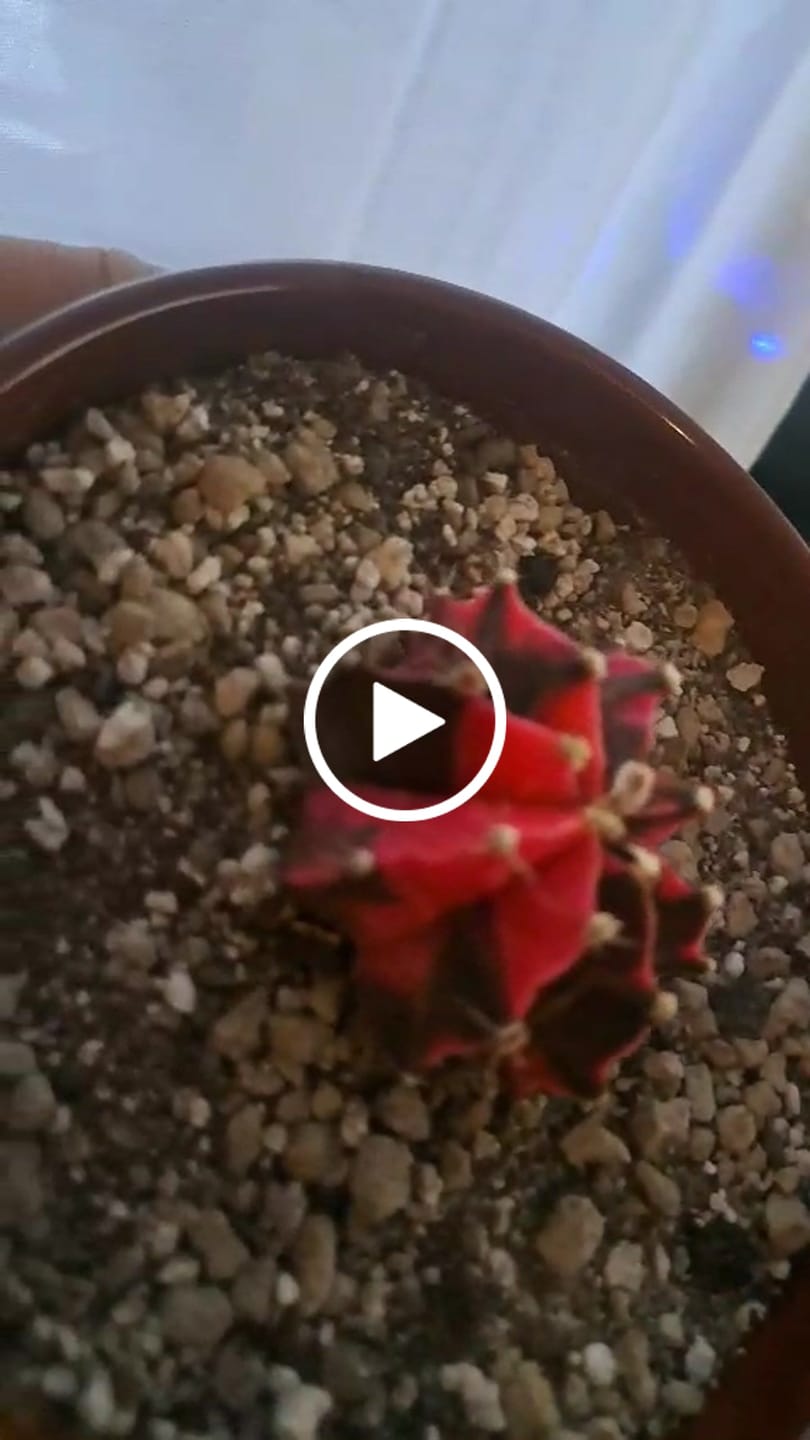 Customer video review of Cacti & Succulent Mix