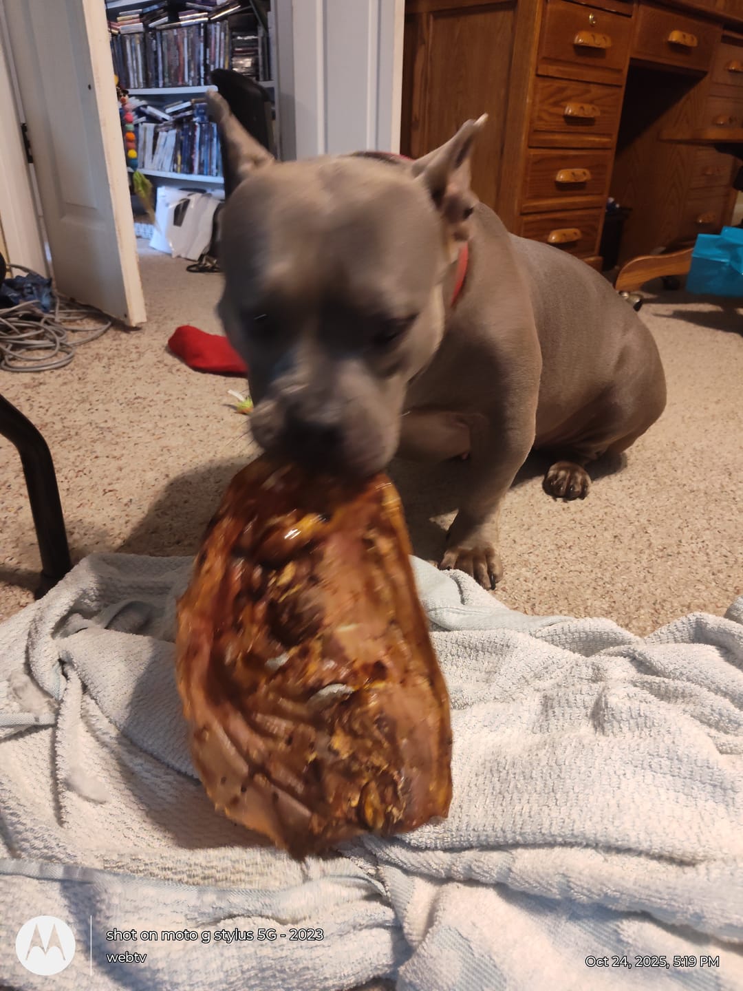 Customer photo review of Chewy Ostrich Whole Gizzard: The Protein & Omega-3 Rich, Natural Dog Chew Treat
