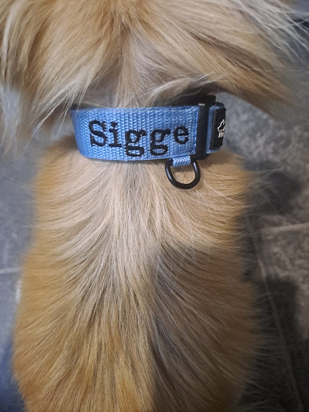 Customer photo review of Hundhalsband med namn, 2.5cm brett