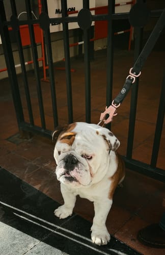 Eddie D. review of 1.4m Billowthane® Swivel Lead | Waterproof - Matte Rose Gold image 1 out of 1