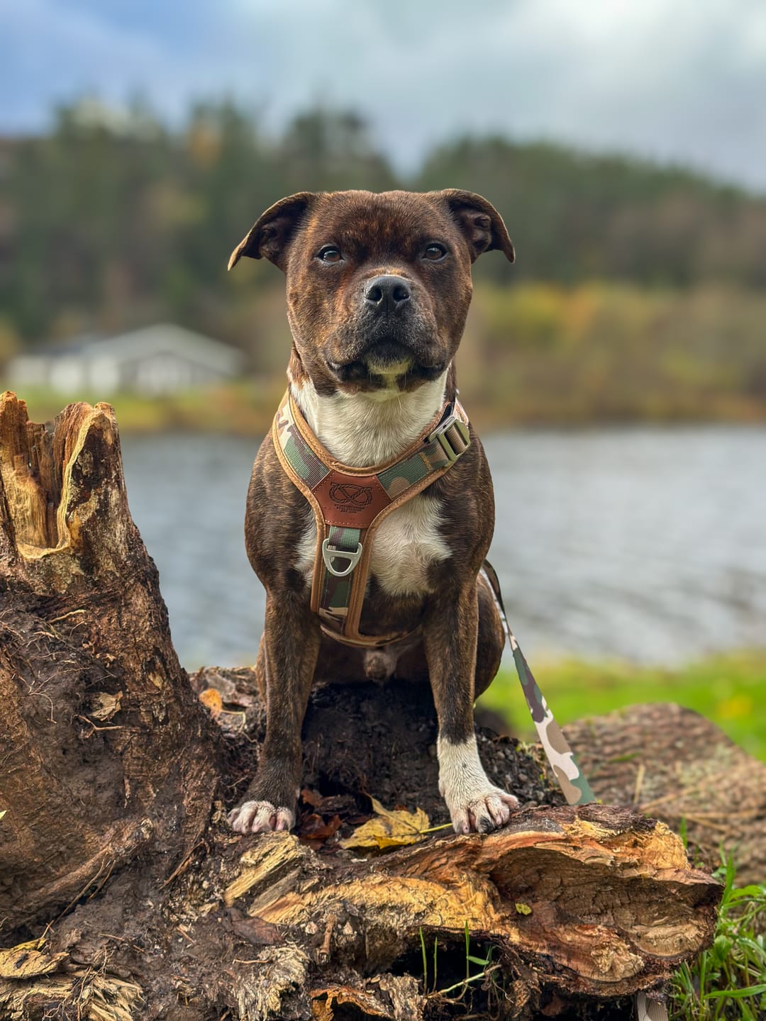 Customer photo review of Staffordshire Bull Terrier 1935® Harness & Leash Set - Sand Camo