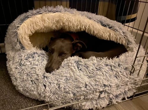 Customer photo review of Super Plush Cove Bed