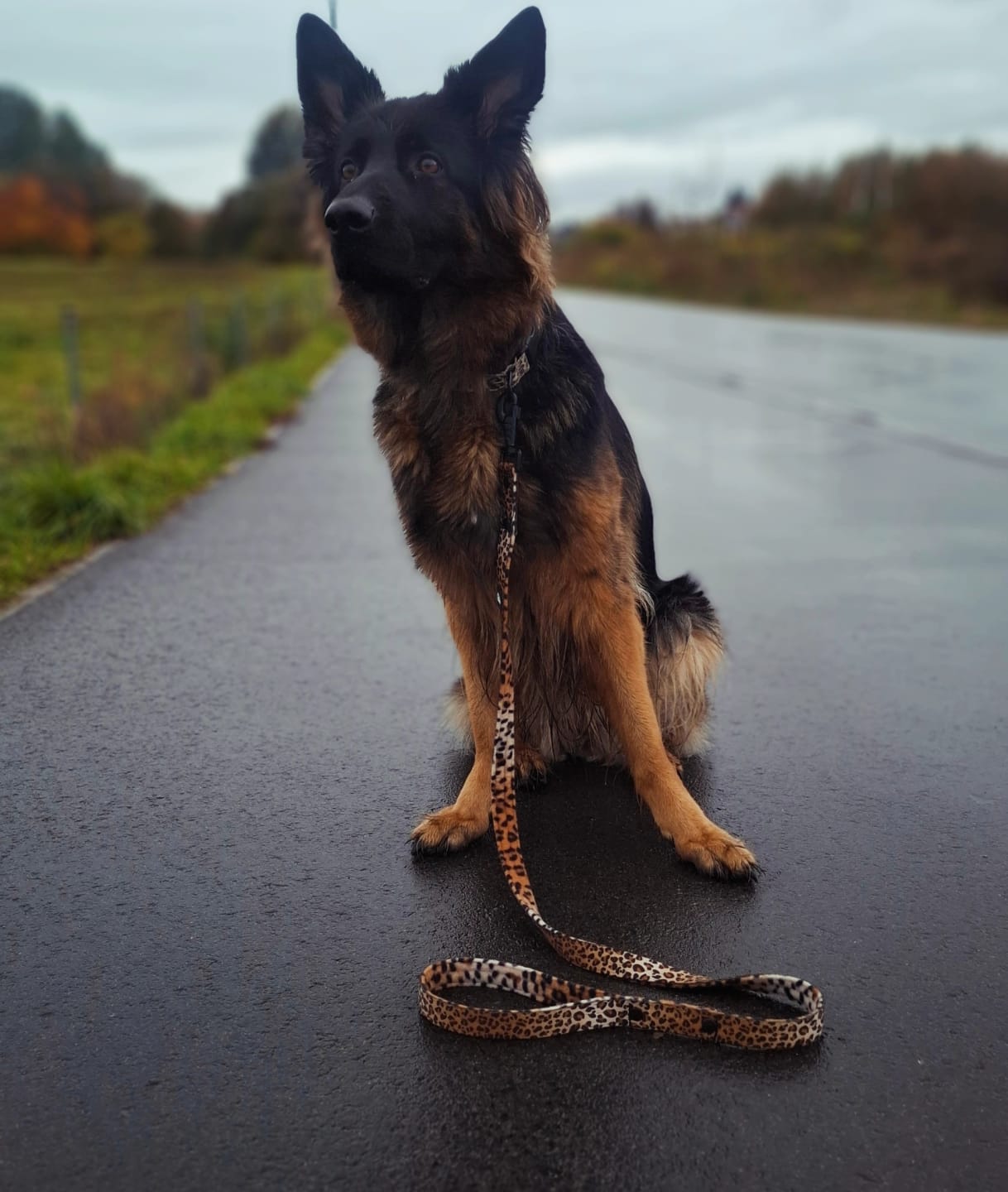 Customer photo review of Smycz nylonowa Walk Leash Leopard