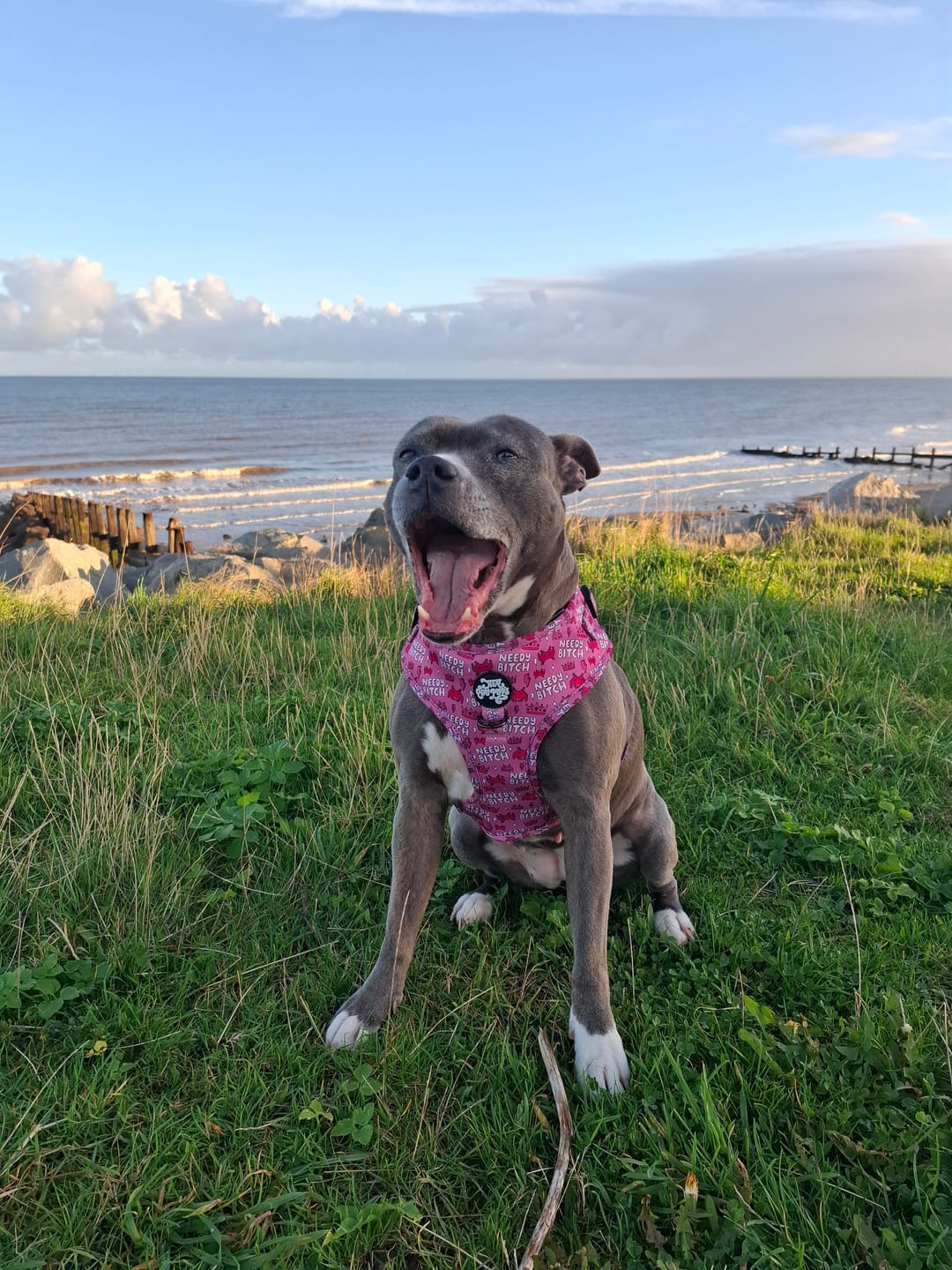 Customer photo review of Needy bitch harness