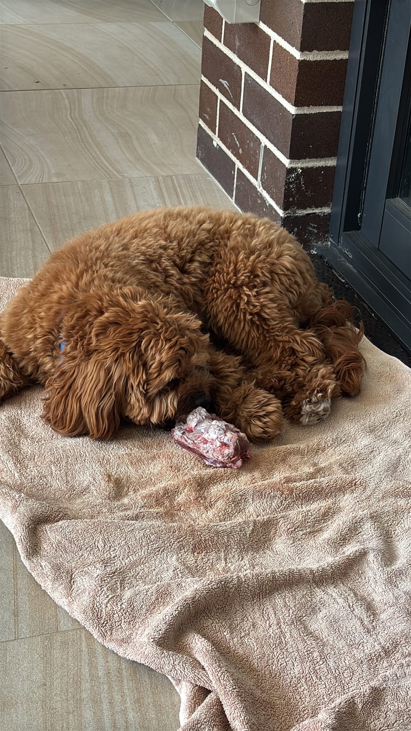Customer photo review of Turkey Necks for Dogs