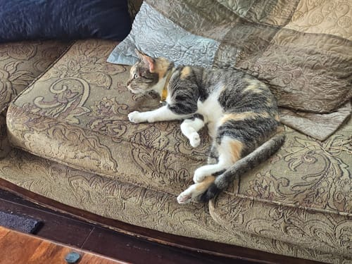 Customer photo review of 2x Blisso Advanced Cat Probiotic | Cat Probiotic for Diarrhea & Kidney Support