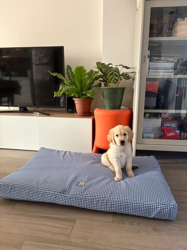 Customer photo review of Materassino Sfoderabile Vichy Bluette