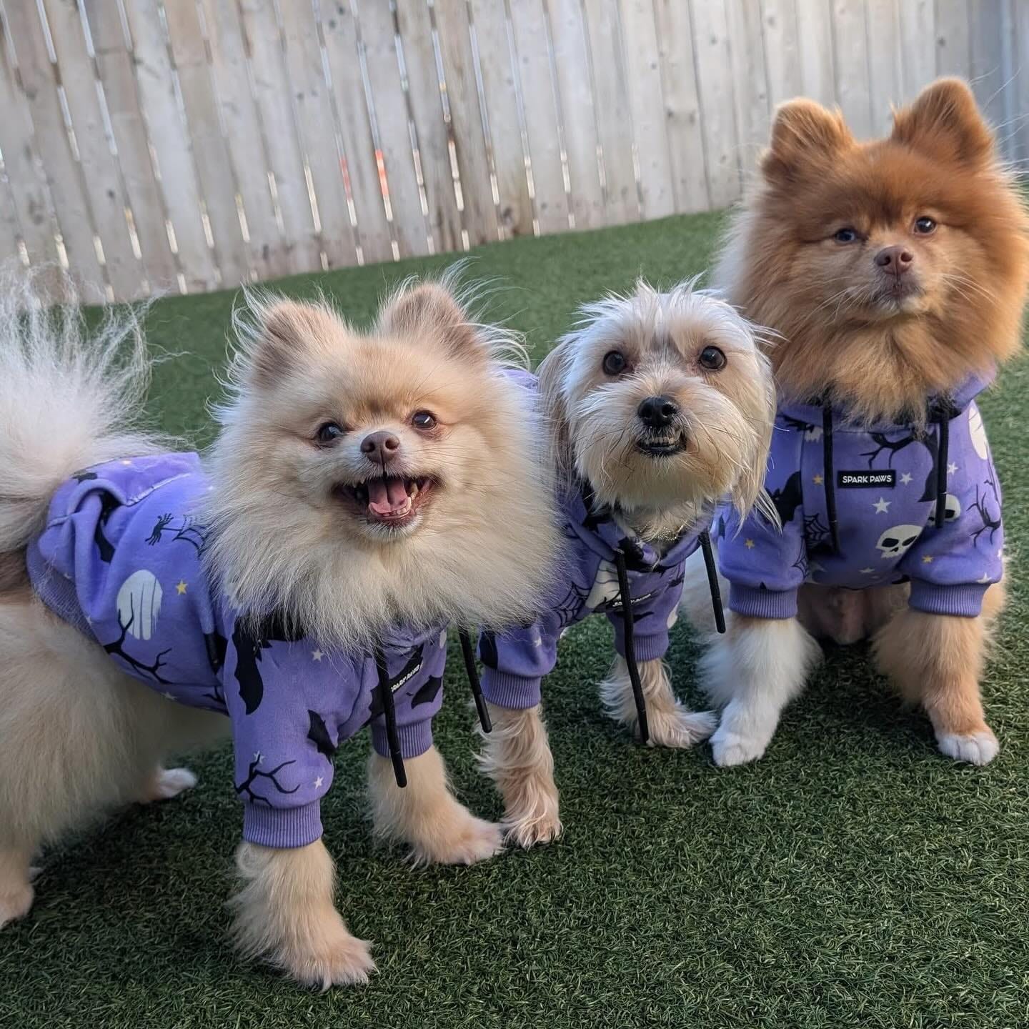 Customer photo review of Halloween Dog Hoodies (Limited Edition)