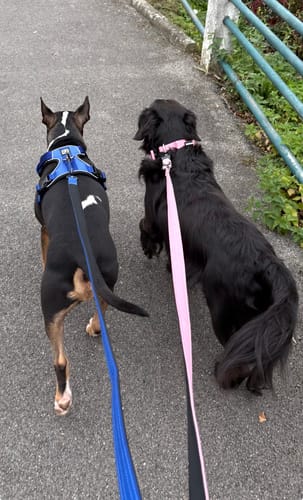 Customer photo review of 1.4m Swivel Combat Lead | Anti-Tangle & Secure Clip - Pink