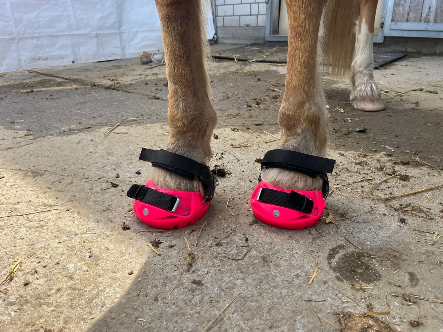 Customer photo review of Renegade® Viper Vivid™ Hoof Boot - Pink Passion