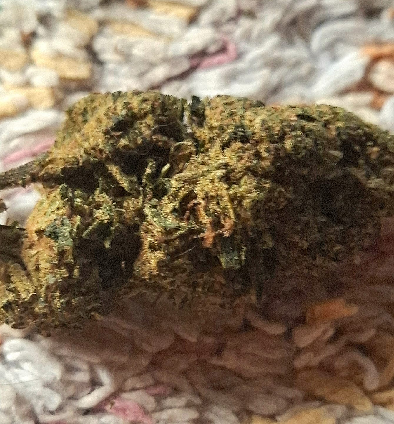 Customer photo review of GELATO x 10-HC 40%
