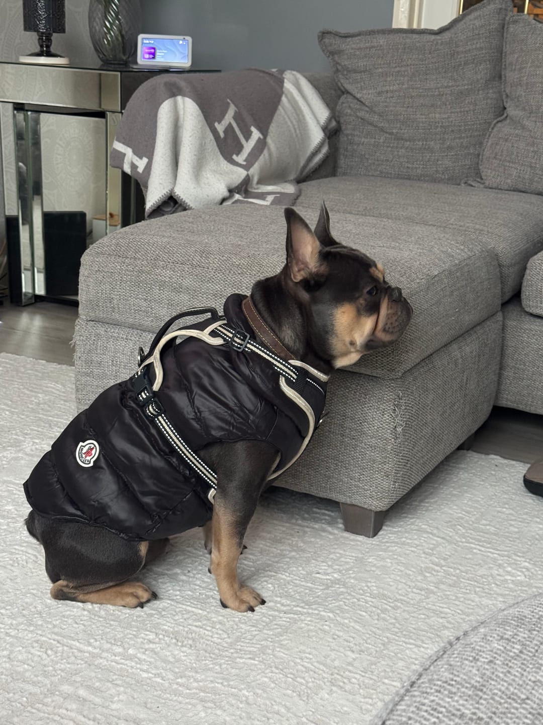 Customer photo review of The Bomber Puffer Dog Vest Jacket