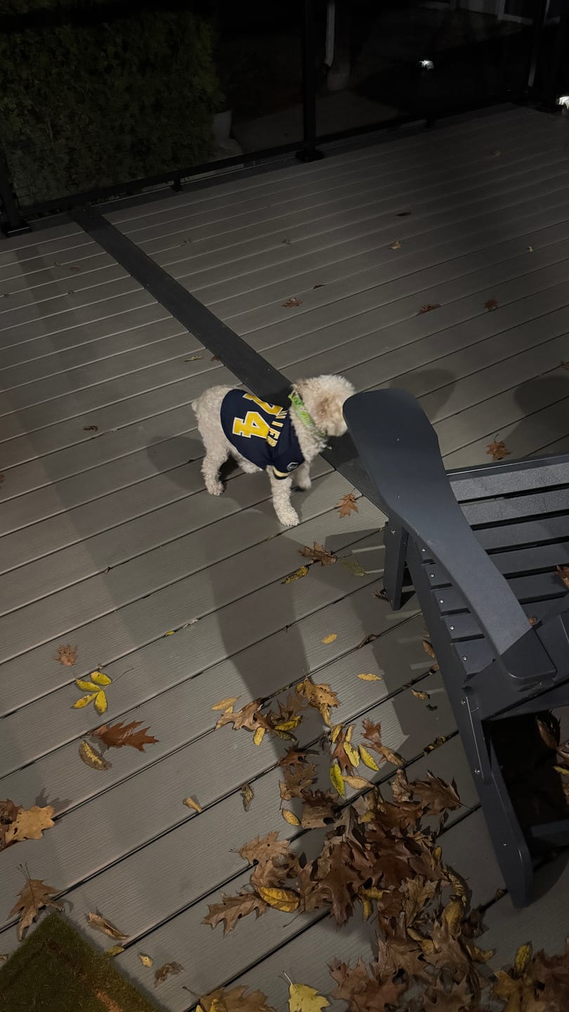 Customer photo review of Custom Navy Gold-White Classic Style Dog Jersey