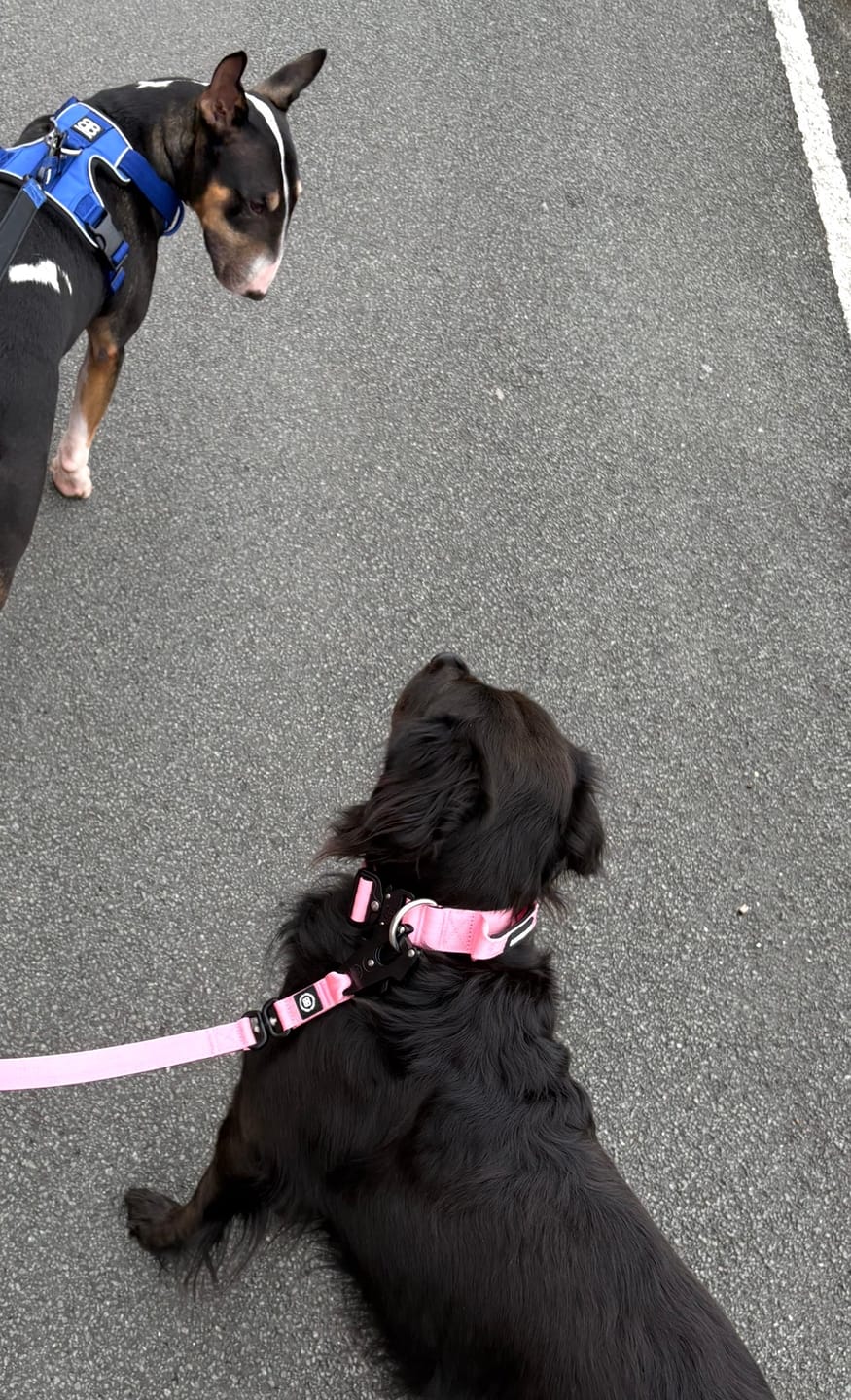 Customer photo review of 4cm Combat® Collar | Handle & Rated Clip - Pink