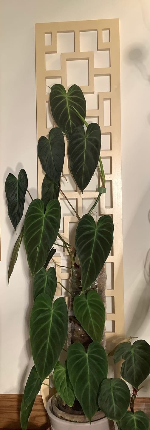 Customer photo review of Tropical Squares Wooden Trellis